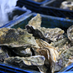 Fresh Seafood