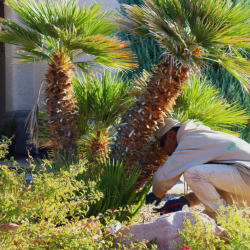 Landscape Maintenance
