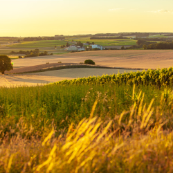 Agricultural Services