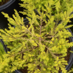 Landscape Design Assistance