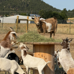 Goat Adoption