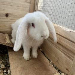 Sponsor an Animal