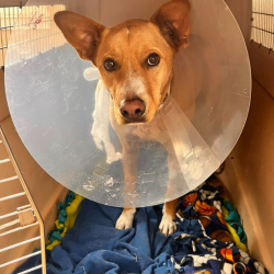 OutPaws Rescue