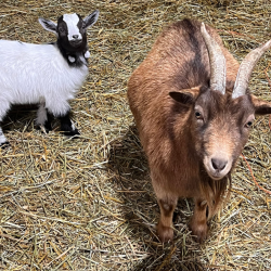 Available Goats