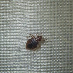 Bed Bugs