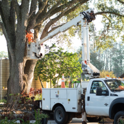 Tree Removal, Trimming, & Stump Grinding