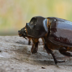 Beetle Control