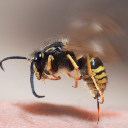 Wasp Control