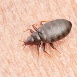 Bed Bug Control