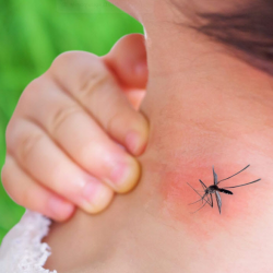 Mosquito Control