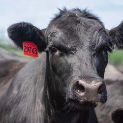 Animal Health
