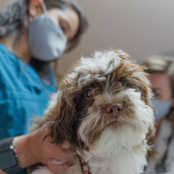Heartworm Prevention