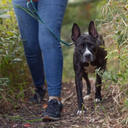 Flea & Tick Prevention