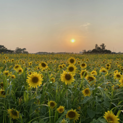 U-Pick Hours & Events