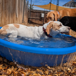 Bath & Brush
