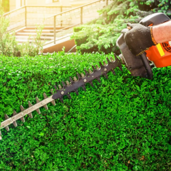 Hedge and Shrub Trimming