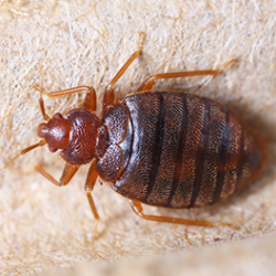 Bed Bug Removal