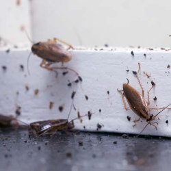 Cockroach Removal