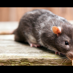 Rodent Extermination