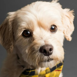 Basic and Full Grooming Packages