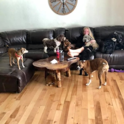 Pine Lake Kennel Accommodations