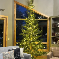 Christmas Trees