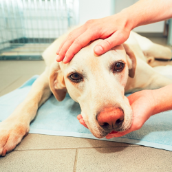 Anesthesia and Pain Management