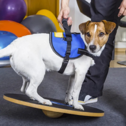 Physical Rehabilitation