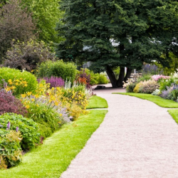 Shrub & Tree Care