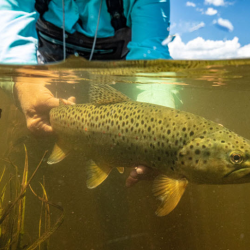 Fly Fishing
