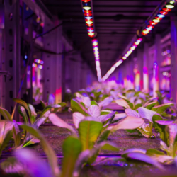 Internet of Things (IoT)