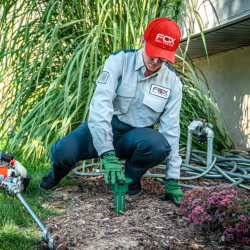 Termite Defense Plan