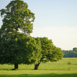 Trees
