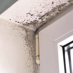 Mold Removal