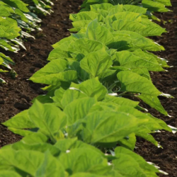Crop Protection