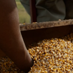 Global Food Security