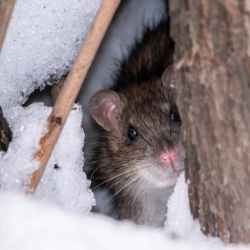 Rodents