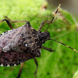 Stink Bugs