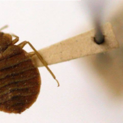 Bed Bugs