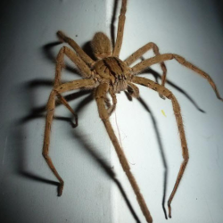 Spiders