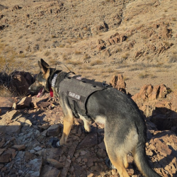 Black Mountain K9 Minimum Search  K9 Team Standards