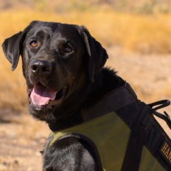 Meet the BMK9's