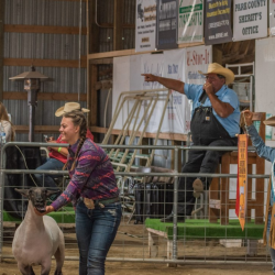 Junior Livestock Auction