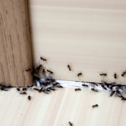 Ant Control