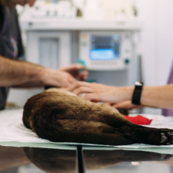 Pre-Surgical Consultations