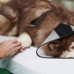 Laser, Massage or Acupuncture Therapy