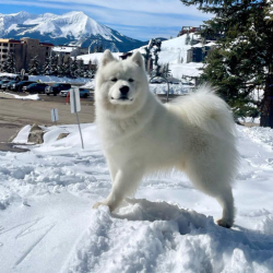 Dog Friendly Rooms Available