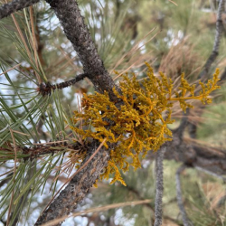 Forest Health Evaluation