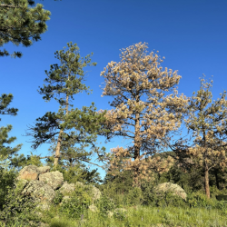 Forest Health Consultation