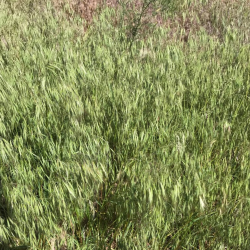 Noxious Weed On-Site Consultation